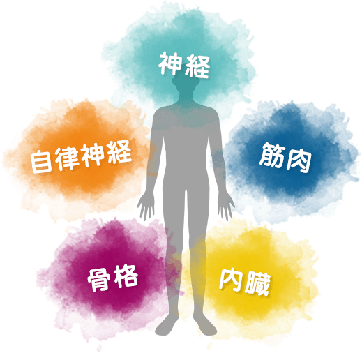 神経、筋肉、内臓、骨格、自律神経